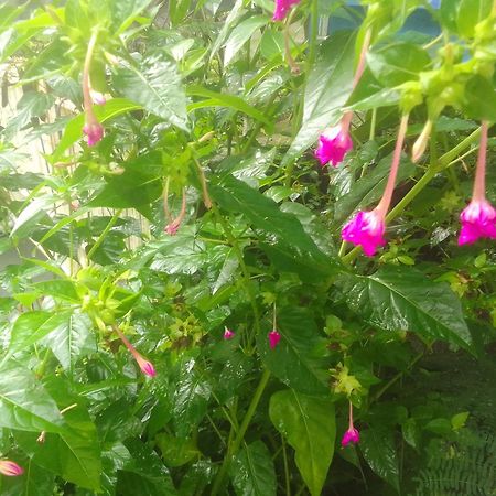 圣路易斯La Rose Des Bois公寓 外观 照片